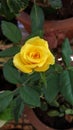 Yellow Rose Royalty Free Stock Photo